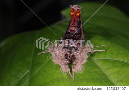 Living creatures, insects, brown tiger moth, with its big eyes visible between its hairy legs 125832407