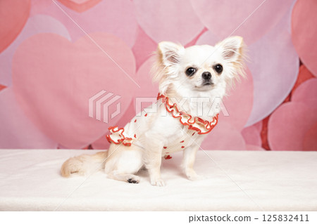 粉紅色心型包和一隻得意的吉娃娃 粉紅色心型包和一隻得意的吉娃娃 125832411