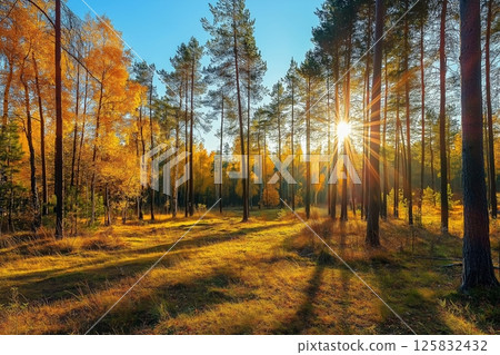 Sunny autumn day in the forest 125832432