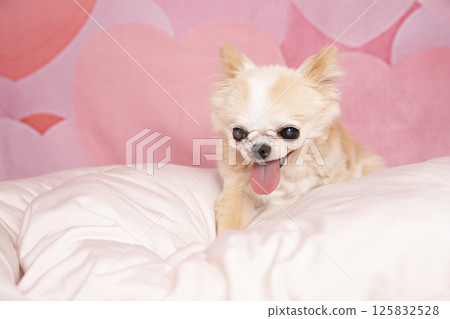 吉娃娃笑著笑著的舌頭 125832528