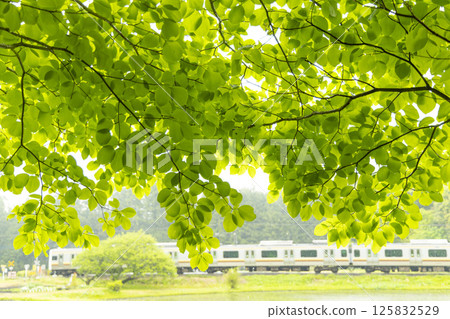 日光穿過新綠的雨滴 125832529