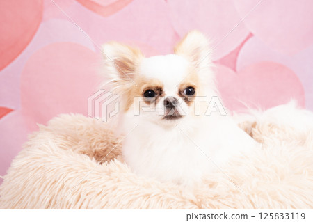 Simba the Chihuahua in a pink bag and white bed 125833119