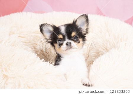 粉紅色包裡有吉娃娃小狗和白色床 125833203