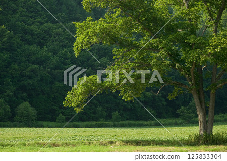 Hokkaido scenery Hokkaido scenery 125833304