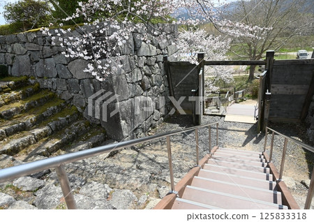 Stone wall of the buried gate and Somei-Yoshino cherry blossoms (Sasayama Castle) 125833318