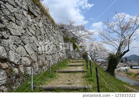 Stone walls and Somei-Yoshino cherry blossoms (Sasayama Castle) Stone walls and Somei-Yoshino cherry blossoms (Sasayama Castle) 125833322