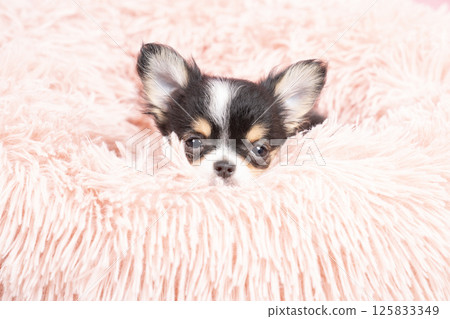 吉娃娃小狗在一張粉紅色的床上 125833349