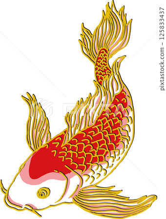 紅鯉魚_下_華麗的鰭 紅鯉魚_下_華麗的鰭 125833437