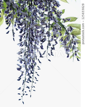 在Satoyama的富士花 在Satoyama的富士花 125833828