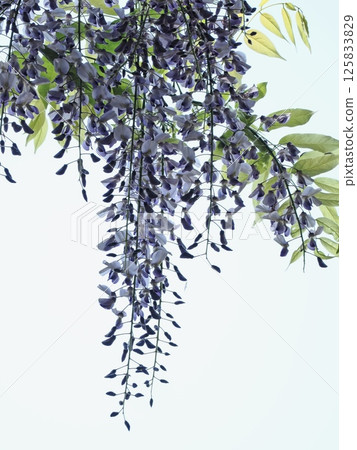 Fuji flowers in Satoyama 125833829