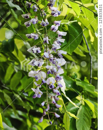 在Satoyama的富士花 在Satoyama的富士花 125833831