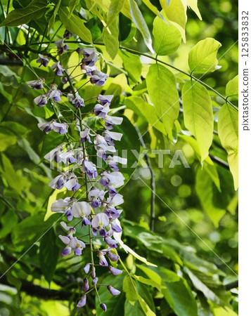 Fuji flowers in Satoyama 125833832