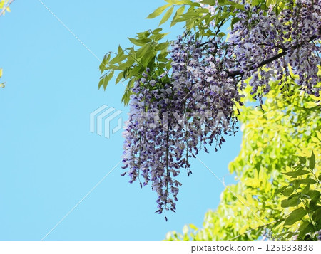 Fuji flowers in Satoyama 125833838