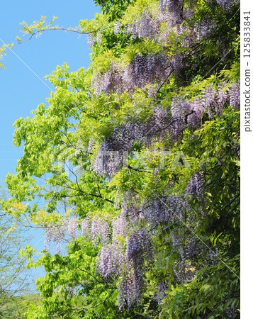 在Satoyama的富士花 125833841