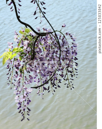 在Satoyama的富士花 125833842