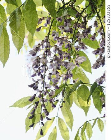 Fuji flowers in Satoyama 125833855