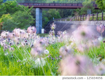 神奈川縣秦野戶川公園內種植的瀕危野花沖繩草閃閃發光的絨毛 125834056