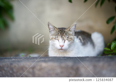 April, Stray cat relaxing April, Stray cat relaxing 125834087