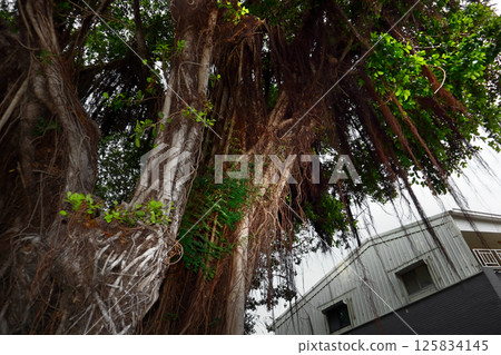 我親愛的台灣(一棵巨大的榕樹,吞噬了建築物。台南市安平樹屋的入口。) 我親愛的台灣(一棵巨大的榕樹,吞噬了建築物。台南市安平樹屋的入口。) 125834145