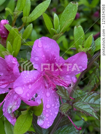 Azalea wet with rain Azalea wet with rain 125834368
