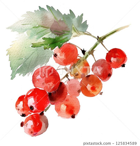 A cluster of red currants is brought to life with watercolor 125834589