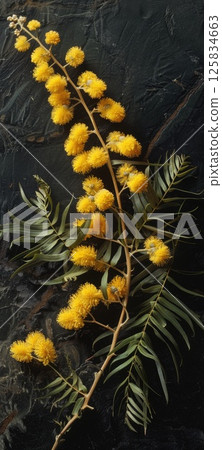 Vibrant Yellow Mimosa Flowers Against a Dark Background in Spring Vibrant Yellow Mimosa Flowers Against a Dark Background in Spring 125834663