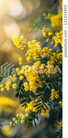 Sunny Yellow Mimosa Flowers in Glass Vase Indoors Sunny Yellow Mimosa Flowers in Glass Vase Indoors 125834665