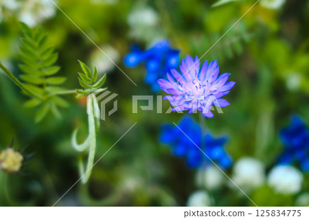 Cornflower in the green field 125834775