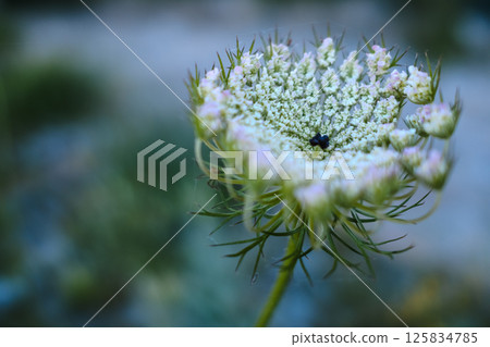 close up of wild carrot flower  125834785