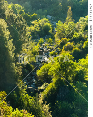 stream flows in the middle of the green forest stream flows in the middle of the green forest 125834797