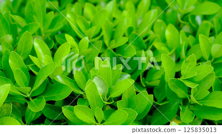 Close-up of fresh green leaves with a vibrant and healthy appearance 125835013
