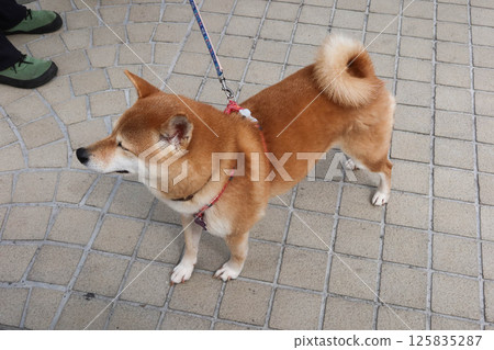 top angle of a female shiba inu dog with a pet leash standing outdoor in square tiled floor with a pair of shoes on the side. 125835287