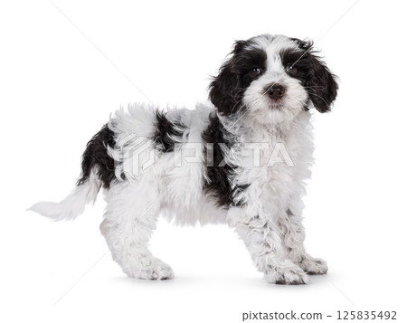 Labradoodle pup on white Labradoodle pup on white 125835492