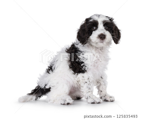 Labradoodle pup on white 125835493