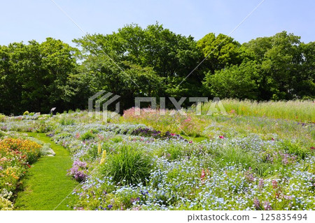 [Kanagawa Prefecture, Yokohama City] Satoyama Garden 125835494