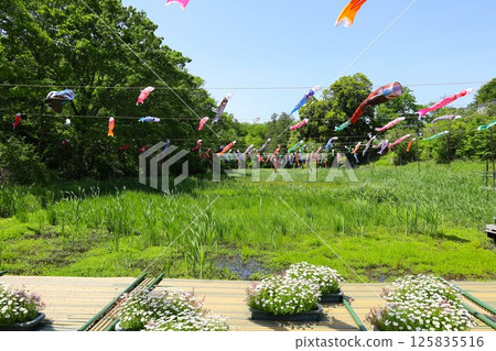 【神奈川縣橫濱市】里山庭園的鯉魚旗 【神奈川縣橫濱市】里山庭園的鯉魚旗 125835516