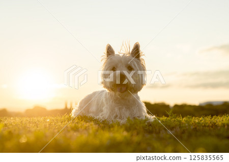 west highland white terrier a very good looking dog 125835565
