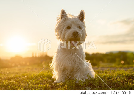 west highland white terrier a very good looking dog 125835566