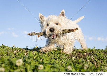 west highland white terrier a very good looking dog west highland white terrier a very good looking dog 125835568