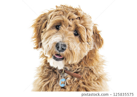 Golden Labradoodle dog isolated on white background Golden Labradoodle dog isolated on white background 125835575