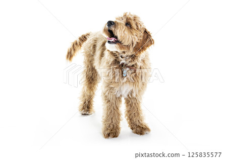Golden Labradoodle dog isolated on white background 125835577