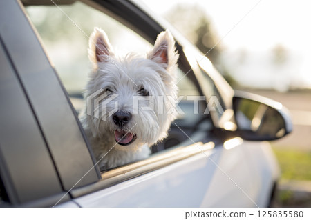 west highland white terrier a very good looking dog 125835580