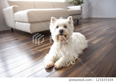 A Pet portrait of cute West Highland White Terrier dog enjoying and resting in living room indoor A Pet portrait of cute West Highland White Terrier dog enjoying and resting in living room indoor 125835584