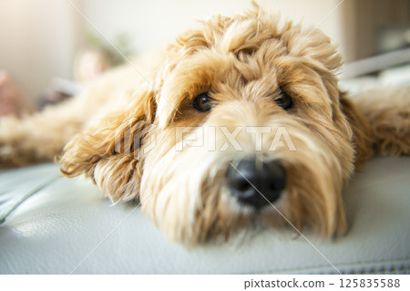 Golden Labradoodle dog at home on the sofa Golden Labradoodle dog at home on the sofa 125835588