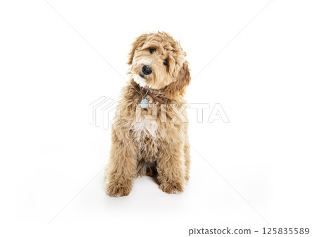 Golden Labradoodle dog isolated on white background 125835589
