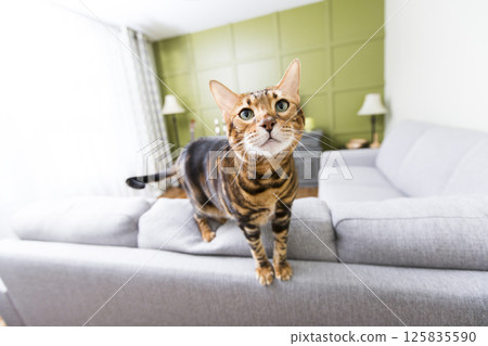 Cat in the living room on the couch 125835590