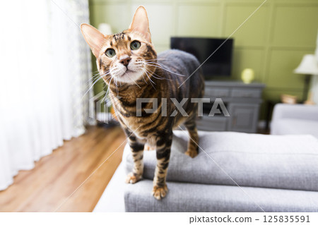 Cat in the living room on the couch 125835591