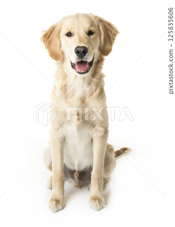 beautiful young Golden Retriever Portrait isolated on white beautiful young Golden Retriever Portrait isolated on white 125835606