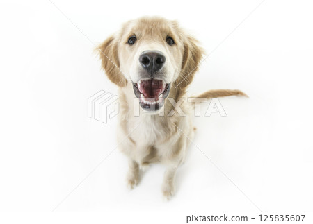 beautiful young Golden Retriever Portrait isolated on white beautiful young Golden Retriever Portrait isolated on white 125835607