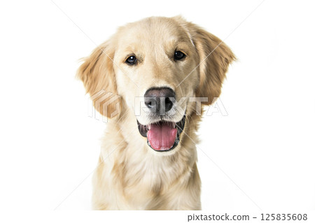 beautiful young Golden Retriever Portrait isolated on white beautiful young Golden Retriever Portrait isolated on white 125835608